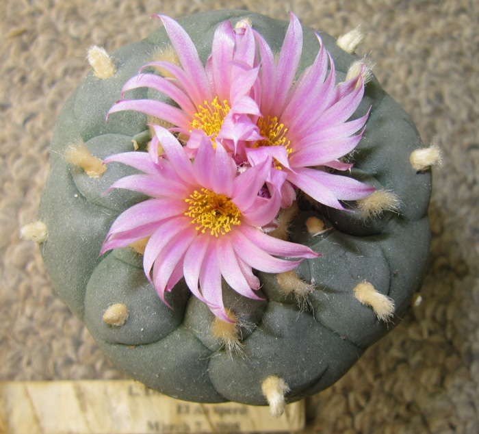 Lophophora Diffusa var. fricii El Amparo B